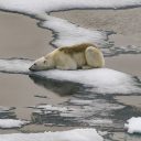 Min Arctic sea ice extent this summer?